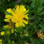 Picris hieracioides Flower