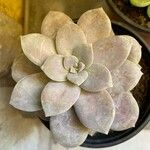 Graptopetalum superbum葉