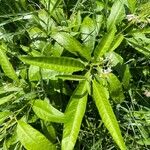 Solanum bahamense Hoja