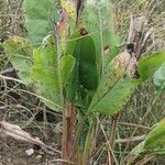 Solidago rigida Folla