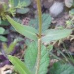 Valeriana vesicaria Leaf