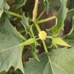 Datura stramonium Blatt