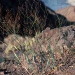 Eriogonum inflatum Агульны выгляд