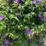 Thunbergia erecta Flower