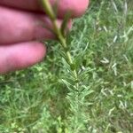 Solidago chilensis Feuille