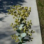 Acacia cultriformis Flor