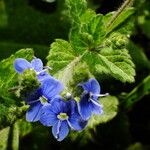 Veronica chamaedrys Flower