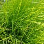 Carex elata Fuelha