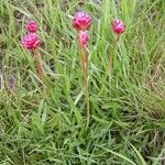 Armeria alpina Other