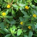 Ludwigia grandiflora Annet