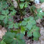 Sanicula europaea Blad