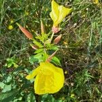 Oenothera glaziovianaVirág