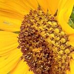 Helianthus petiolaris Flower