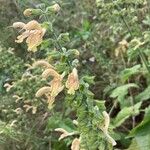 Salvia glutinosa Blüte