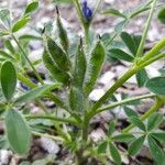 Lupinus micranthus Fruit