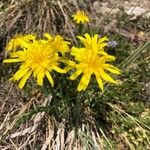 Scorzonera austriaca Flor