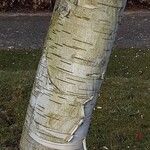 Betula utilis Kora