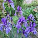 Iris sibirica Virág