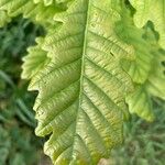 Quercus petraea Φύλλο