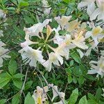 Rhododendron occidentale Fiore