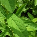 Spiraea salicifolia 葉