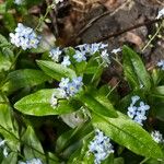 Myosotis latifolia Flor