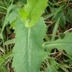 Emilia fosbergii Leaf