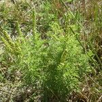 Ambrosia tenuifolia Hábito