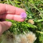 Cirsium arvenseŽiedas