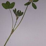 Trifolium pratense Цвят