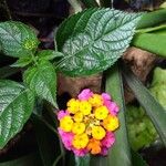 Lantana camaraBlomst