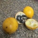 Pouteria caimito Fruit