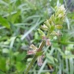 Salvia lyrata Flors