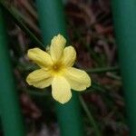 Jasminum nudiflorum Blomma