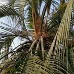 Butia paraguayensis Хабит