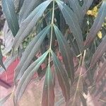 Mahonia fortunei Leaf