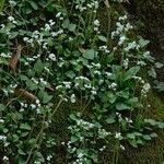 Micranthes virginiensis Habit