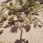 Pseudorlaya pumila പുഷ്പം