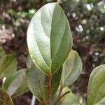 Cryptocarya guillauminii ഇല
