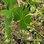 Geranium pyrenaicum Leht