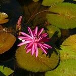 Nymphaea rubra Virág