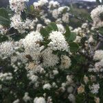 Ceanothus cuneatus Habitus