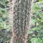 Cleistocactus baumannii Ŝelo