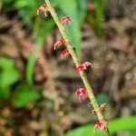 Persicaria virginiana