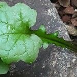 Lactuca muralis Leaf