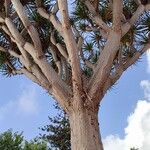 Dracaena draco Tabia