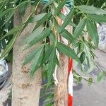 Fraxinus angustifolia Blatt