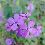 Lunaria annuaÕis