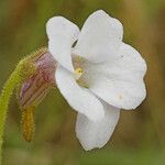 Pinguicula pumila Kvet