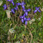 Moraea sisyrinchium عادت